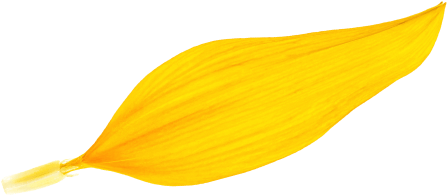 s2_Sunflower_petal